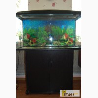 Продам аквариум с тумбой на 200 литров, фильтром и всем необходимым для работы аквариума