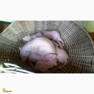 Крысята Дамбо-Сфинксы, Голые крысы