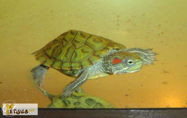 Фото 4. Красноухая черепаха заказывайте прямо сейчас с доставкой