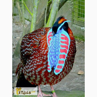 Продам фазана Трагопан Темминка (Tragopan temminckii)