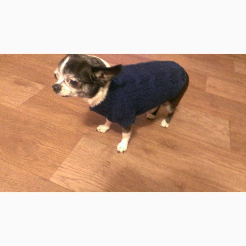 Фото 4. Вязаный свитер для собаки
