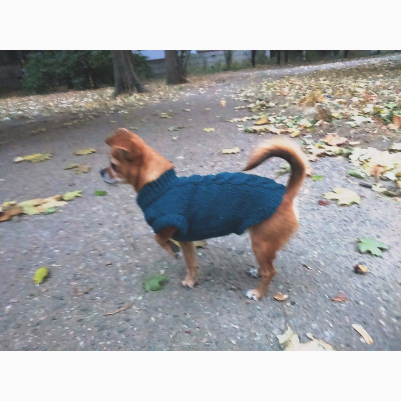 Фото 8. Вязаный свитер для собаки