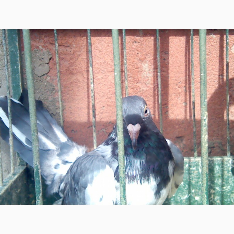 Фото 2. Продам элитных одесских голубей