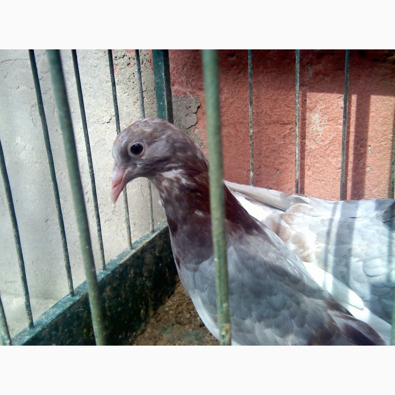 Фото 3. Продам элитных одесских голубей