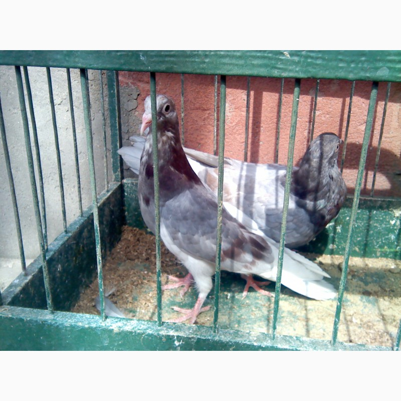 Фото 4. Продам элитных одесских голубей