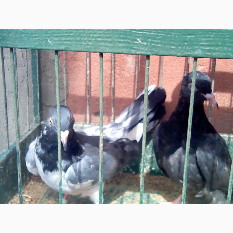 Фото 5. Продам элитных одесских голубей