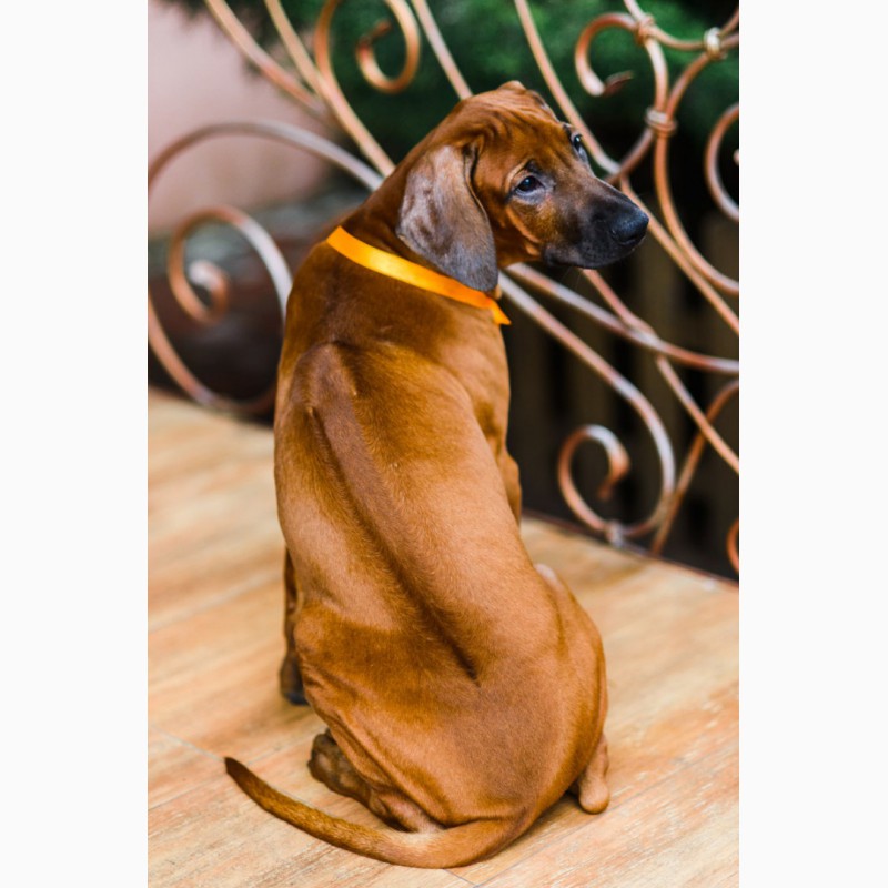 Фото 6. Родезийский риджбек щенки