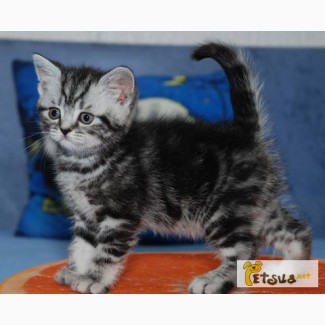 Киевский питомник предлагает британского котенка окраса черный мрамор на серебре