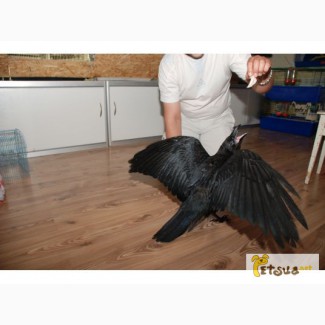 Продаётся Чёрный ворон – вещая птица