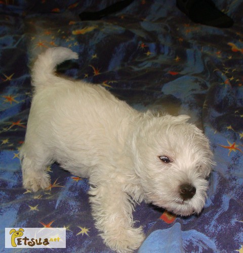 Фото 1/1. Вест Хайленд Вайт Терьер, Продаются щенки West Highland White Terrier, вестик, westie