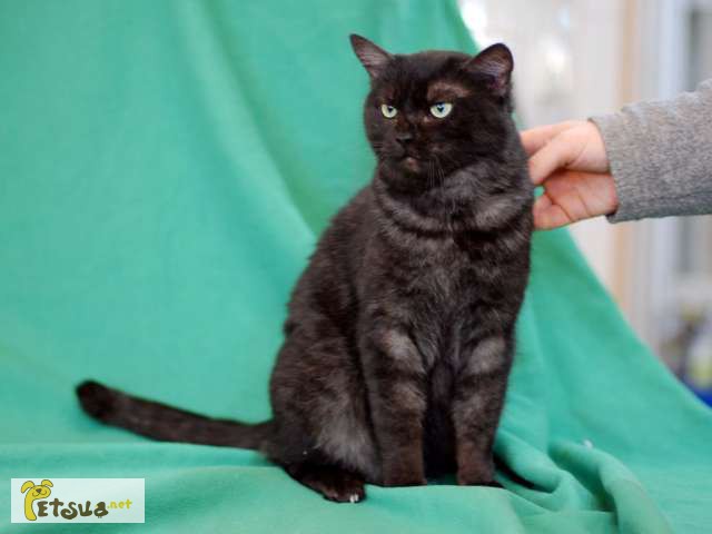 Дэсси, метис британской кошки, стерилизована