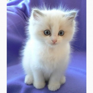 Sweet Ragdoll kittens and Cats Available are ready for sale