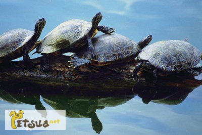 Фото 1/1. Предлагаем черепах: Среднеазиатские сухопутные и Красноухие водяные