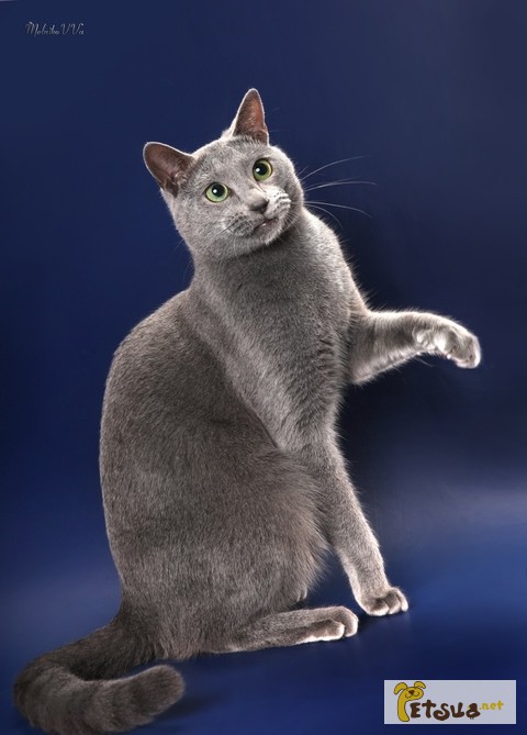 Импортный породистый русский голубой кот ищет кошек на вязки