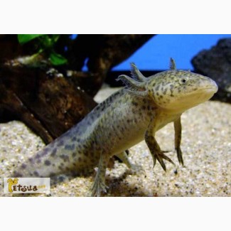 Серый аквариумный дракон - аксолотль! Доставка по Украине