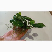 Анубиас нана, растение для аквариумов