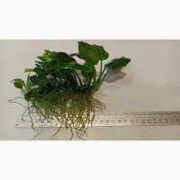 Анубиас нана, растение для аквариумов
