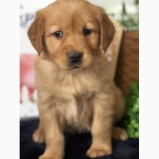 Very cute, social and lovely Golden Retriever Puppies are here