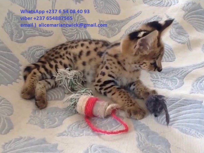 Фото 1/2. Продам зареєстрованих Tica кошенят породи саванна