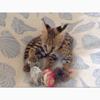 Продам зареєстрованих Tica кошенят породи саванна