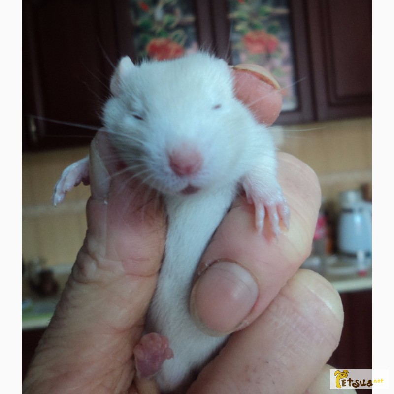 Фото 3. Продам маленьких белых декоративных крысят