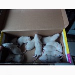 Продам маленьких белых декоративных крысят