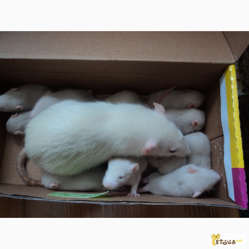 Фото 6. Продам маленьких белых декоративных крысят