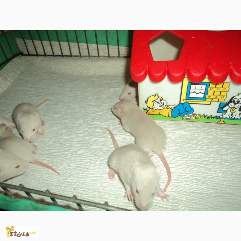 Фото 7. Продам маленьких белых декоративных крысят