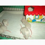 Продам маленьких белых декоративных крысят