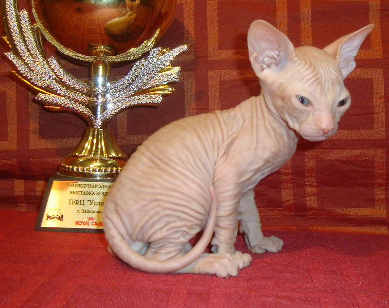 Фото 5. Резиновые котята донского сфинкса от родителей Чемпионов с документами WCF