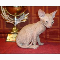 Резиновые котята донского сфинкса от родителей Чемпионов с документами WCF