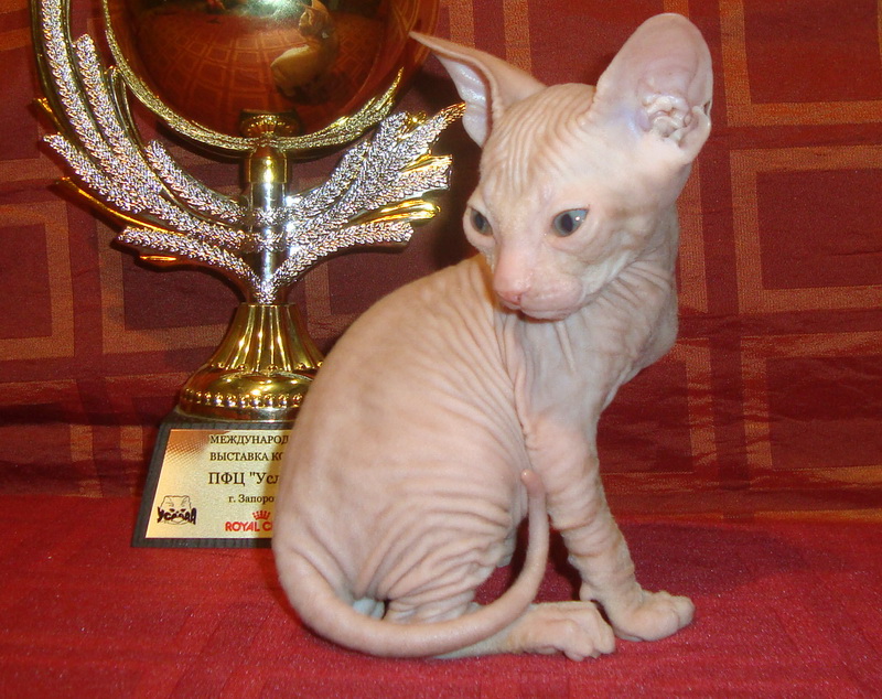 Фото 6. Резиновые котята донского сфинкса от родителей Чемпионов с документами WCF