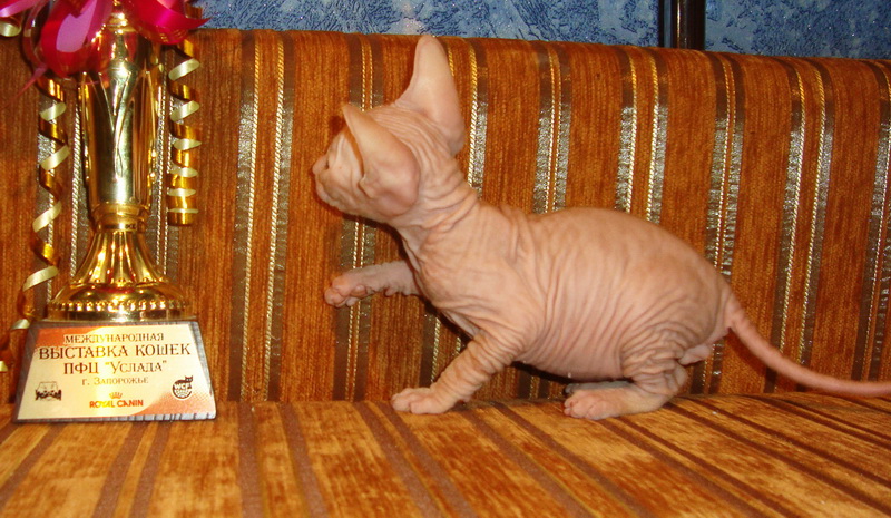 Фото 8. Резиновые котята донского сфинкса от родителей Чемпионов с документами WCF