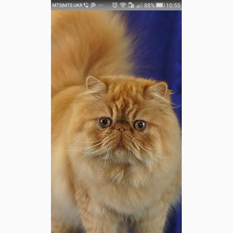 Фото 1/1. Куплю недорого рыжего котенка перса или шотландца вислоухого. Желательно рыжего