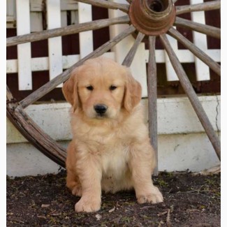 I have four gorgeous AKC registered Golden Retriever puppies