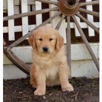 I have four gorgeous AKC registered Golden Retriever puppies