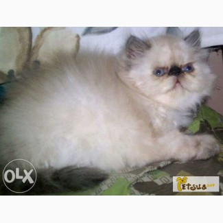 Шикарный персидский колорный котёнок