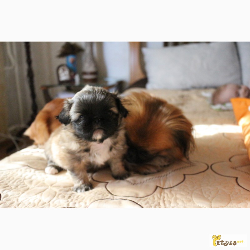 Фото 4. Продам щенка пекинеса