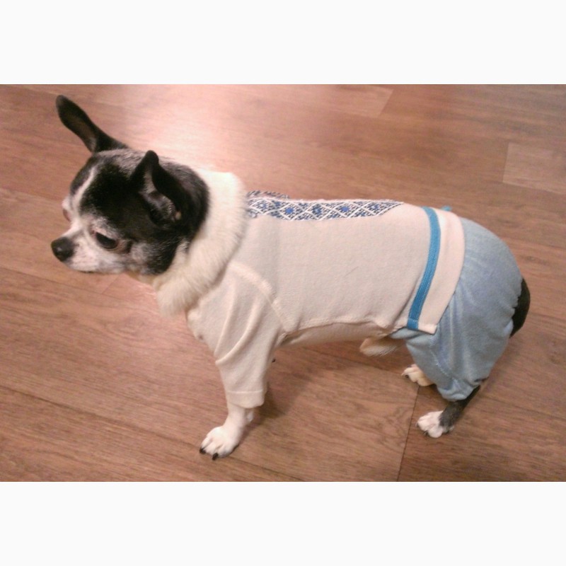 Фото 2. Одежда для маленькой собаки.Комбинезон - вышиванка