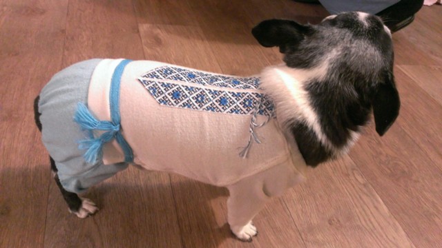 Фото 3. Одежда для маленькой собаки.Комбинезон - вышиванка