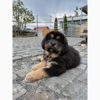 Продам тибетского мастифа щенков КСУ