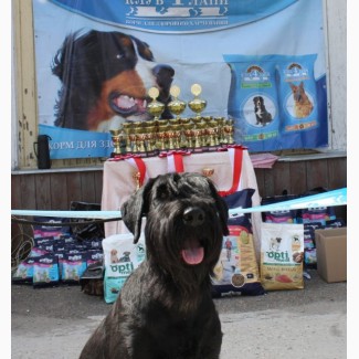 Всеукраинская ВЫСТАВКА собак, продажа щенков