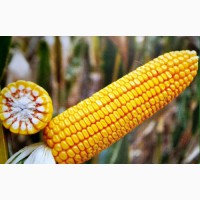 ФАБРІС насіння кукурудзи