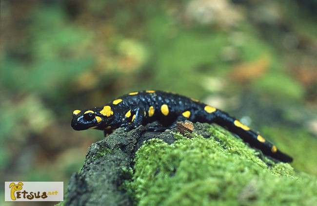 Фото 1/1. Огненная (пятнистая) саламандра. (Salamandra salamandra)