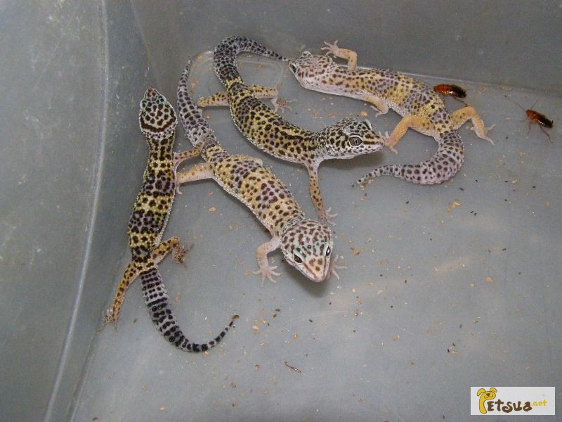 Продам разводных ручных леопардовых гекконов