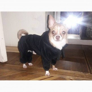 Одежда для маленьких собак. Комбинезон черный велюр