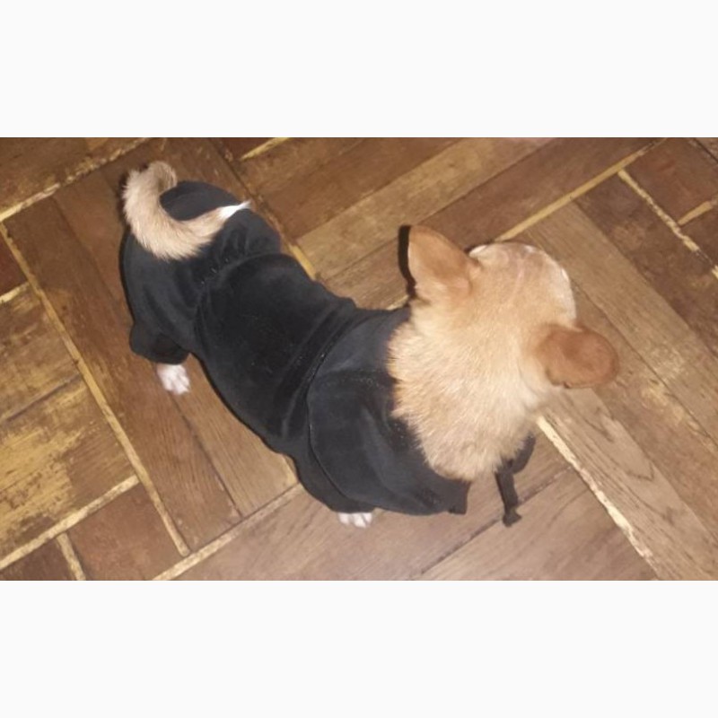 Фото 2. Одежда для маленьких собак. Комбинезон черный велюр