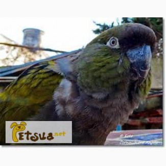 Продаётся Патагонский попугай или Скалистый попугай