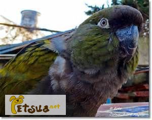Продаётся Патагонский попугай или Скалистый попугай