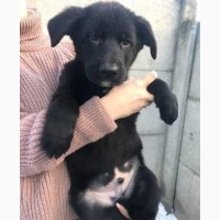 Продам щенков немецкой овчарки черно-подпалого окраса